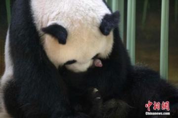 中國旅法大熊貓“歡歡”誕下雙胞胎